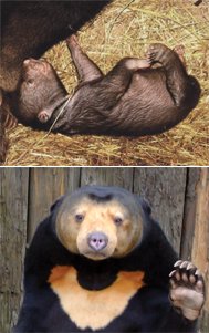 masamiloveranm1's tweet image. 今日はマチ21歳のお誕生日🎂✨
お顔のタルタルがママに似てきてる様な🐻
母キョウコは愛娘の成長をお空から見守っている事でしょう🌈
#マレーグマ
#マチ
#父アズマ母キョウコ