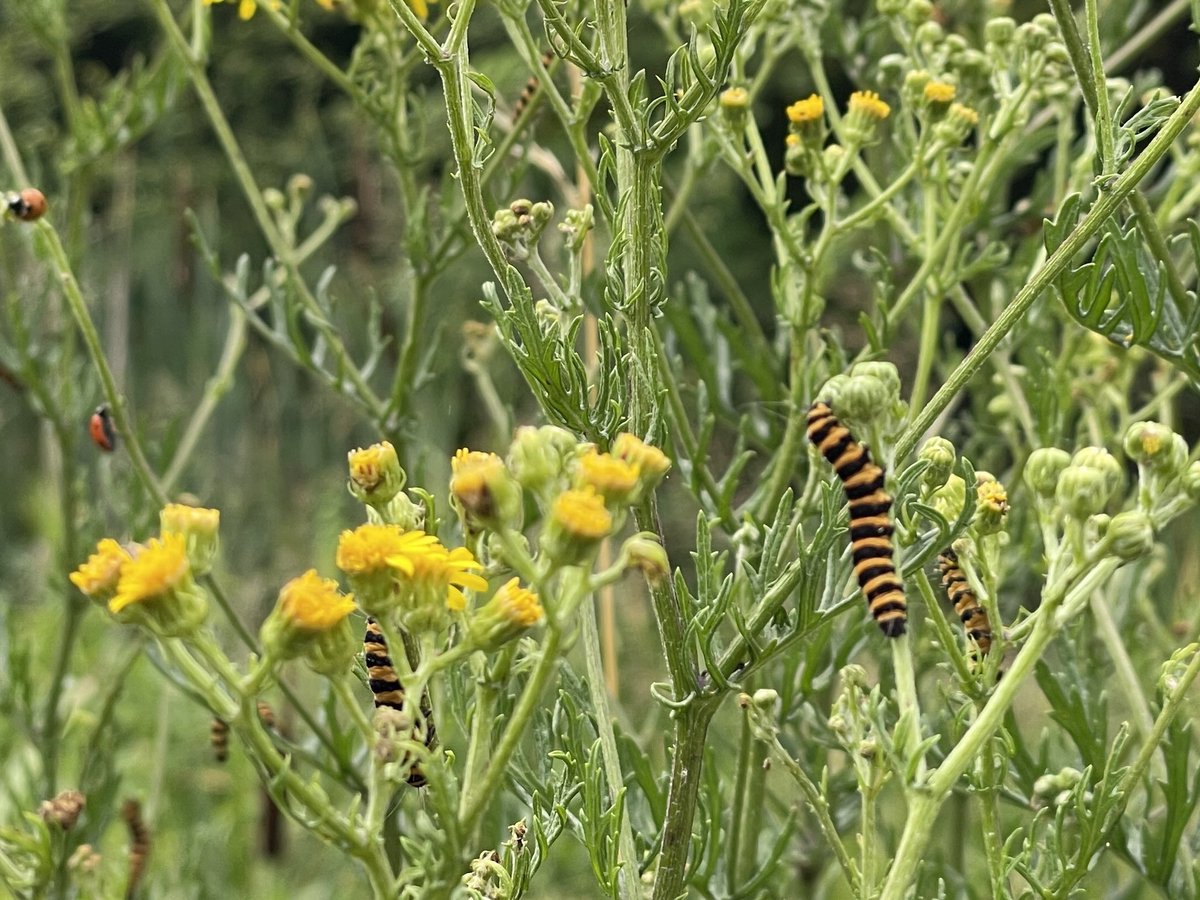 I’ve been keeping an eye out for Cinnabar moth caterpillars, so it was great to spot these on my run this morning.