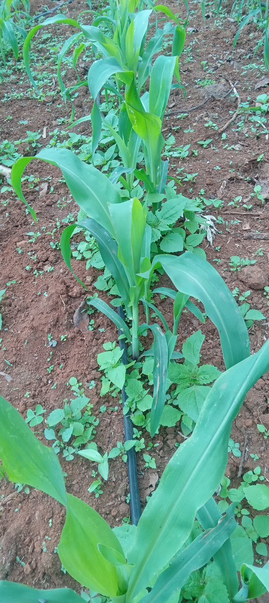 Looks healthy? 

This is the third crop this year. 
It's usually two crops without drip irrigation. 

Embrace technology.