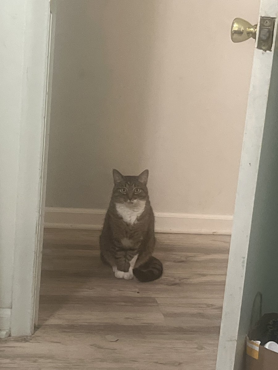 Khorgnir's tweet image. When Stormstout wants something he just passive aggressively stands in my bedroom doorway and stares at me until I do this. Anyway I gotta go get food right now this second I guess.