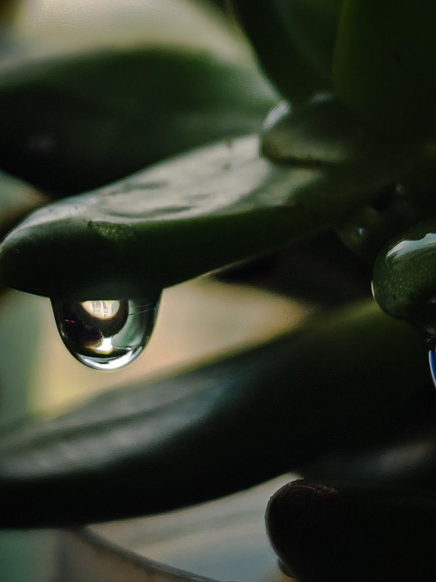 Jeffrey Riley tweet media