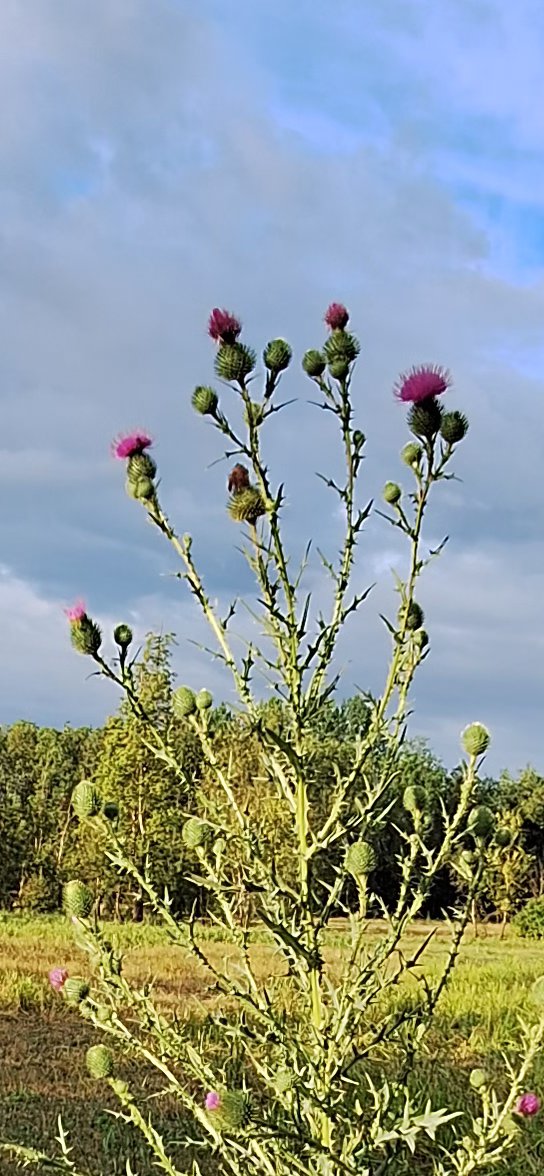 Bonsoir le monde 
Belle soiree bisous