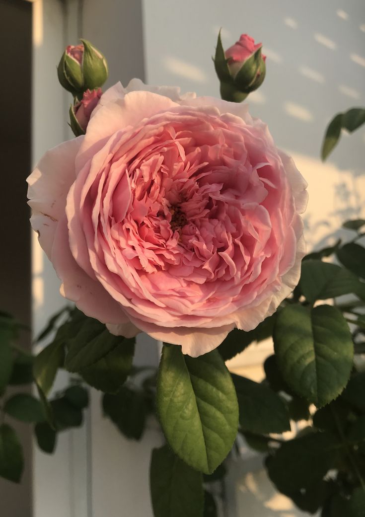 Beautifulenv's tweet image. 