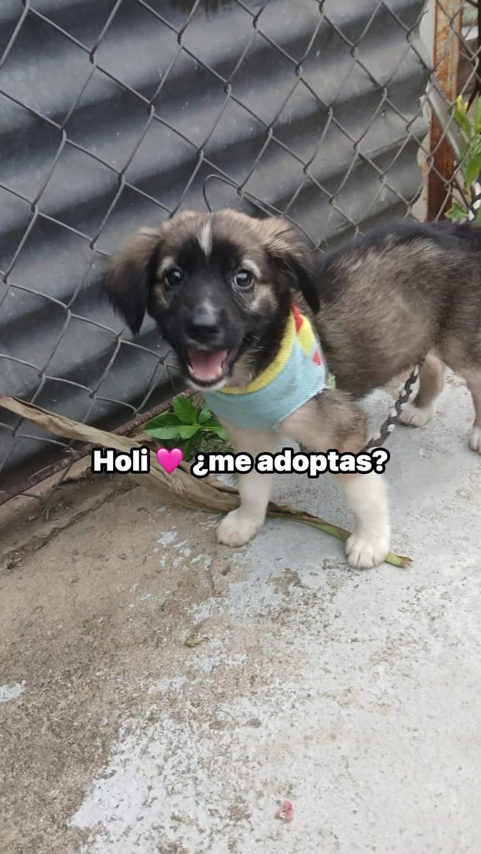 DameTuPatasv's tweet image. Beba en adopción 🩵🩷
#ServicioSocial
“Hola buenas tardes, me ayudan a publicar una perrita abandonada en Residencial Santa Teresa, Izalco Sonsonate, de aproximadamente 2 a 3 meses de edad, el número de la señora que la a resguardo es 7205 4557, se llama Gladis”