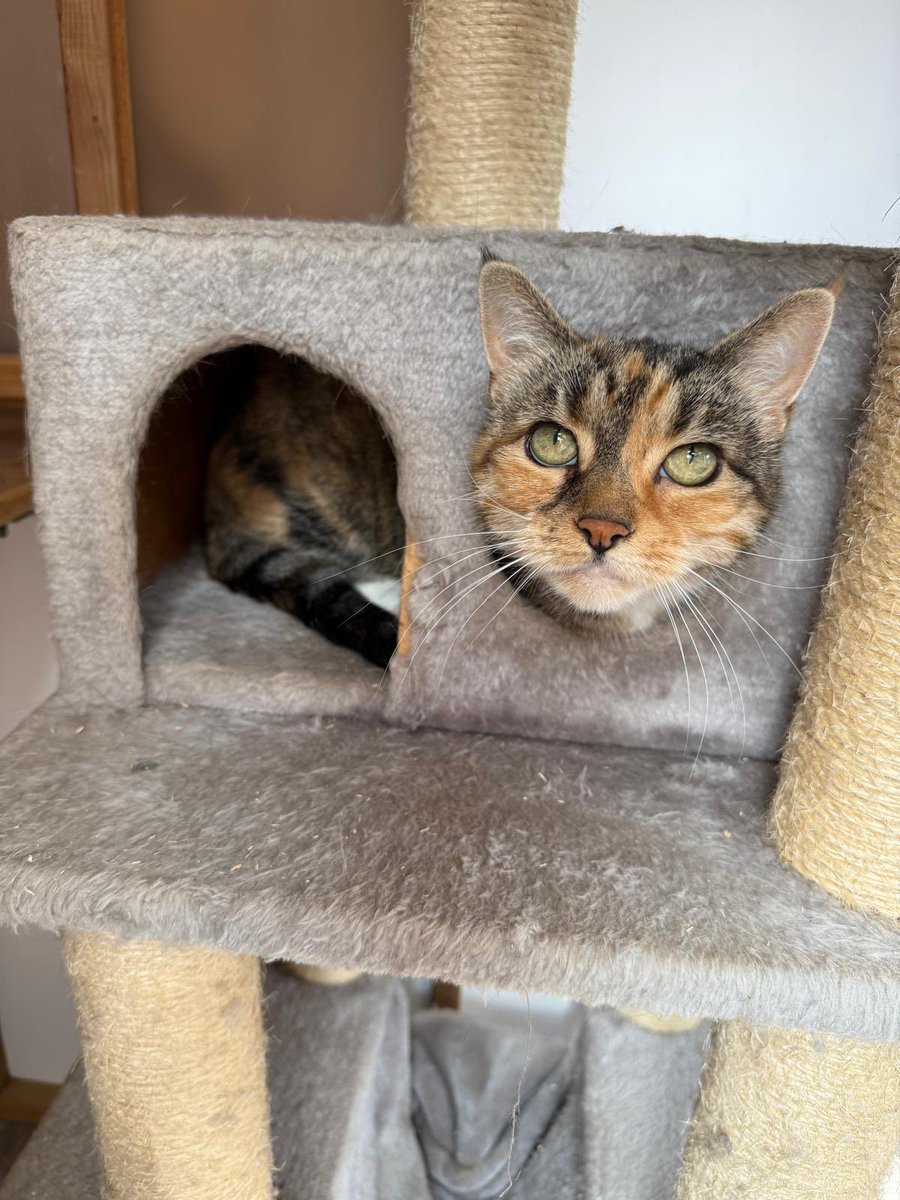 Honey is a sweet, loving girl who has sadly found herself in need of a new home after the passing of her beloved owner. At around 13 years old, Honey is a calm and gentle companion who would thrive in a quiet, peaceful environment. 

More and enquire: cats.org.uk/cherwell#adopt…