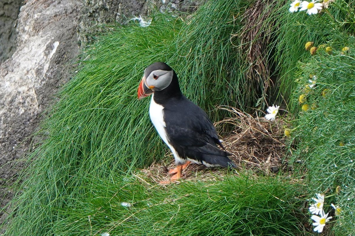 _Stickybeak's tweet image. Still a few Puffins visiting burrows to feed their chicks but most are now gathering on the water - over 150 seen rafting together on some days this week. Very soon they'll all be saying bye-bye to Rathlin and heading out to sea 馃ゲ #SuperSeabirdSunday