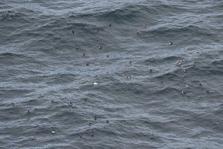 _Stickybeak's tweet image. Still a few Puffins visiting burrows to feed their chicks but most are now gathering on the water - over 150 seen rafting together on some days this week. Very soon they'll all be saying bye-bye to Rathlin and heading out to sea 馃ゲ #SuperSeabirdSunday