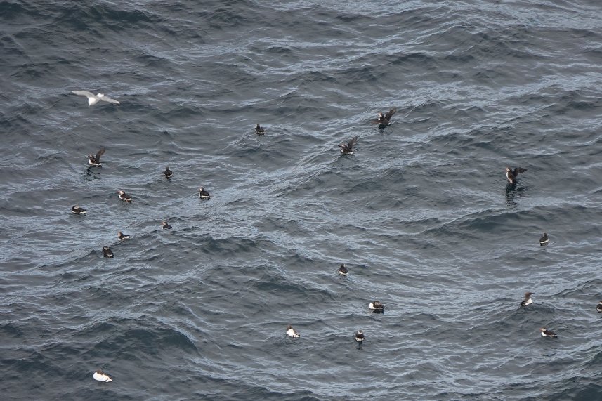 _Stickybeak's tweet image. Still a few Puffins visiting burrows to feed their chicks but most are now gathering on the water - over 150 seen rafting together on some days this week. Very soon they'll all be saying bye-bye to Rathlin and heading out to sea 馃ゲ #SuperSeabirdSunday