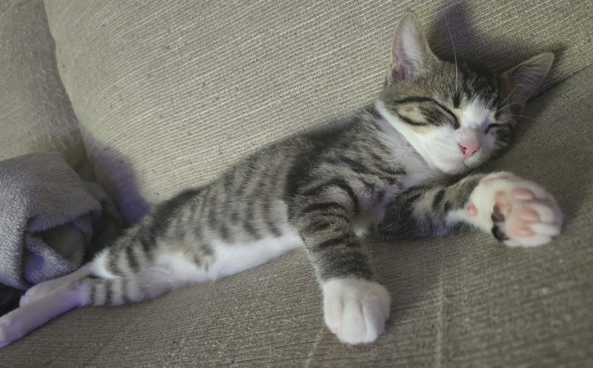 Native2Crypto's tweet image. Update on the kittens I rescued: they are almost two months old, and I just can't bear to let any of them go since I am so in love. 🥹🤷♀️💕