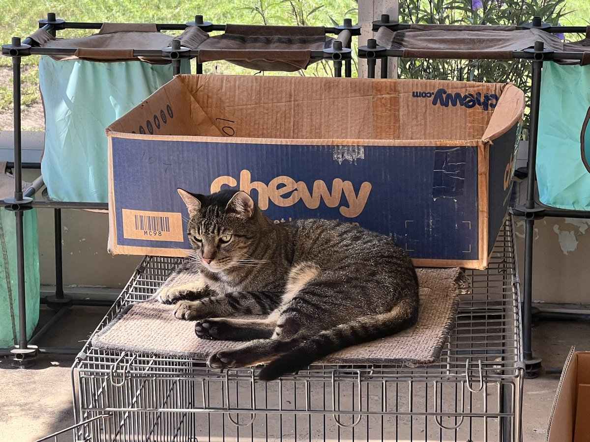 Lone Wolf is Thinking out of the Box this #KittyBoxSunday as he relaxes on the Catico 😹📦😹
#CatsOfTwitter
#SundayFunday