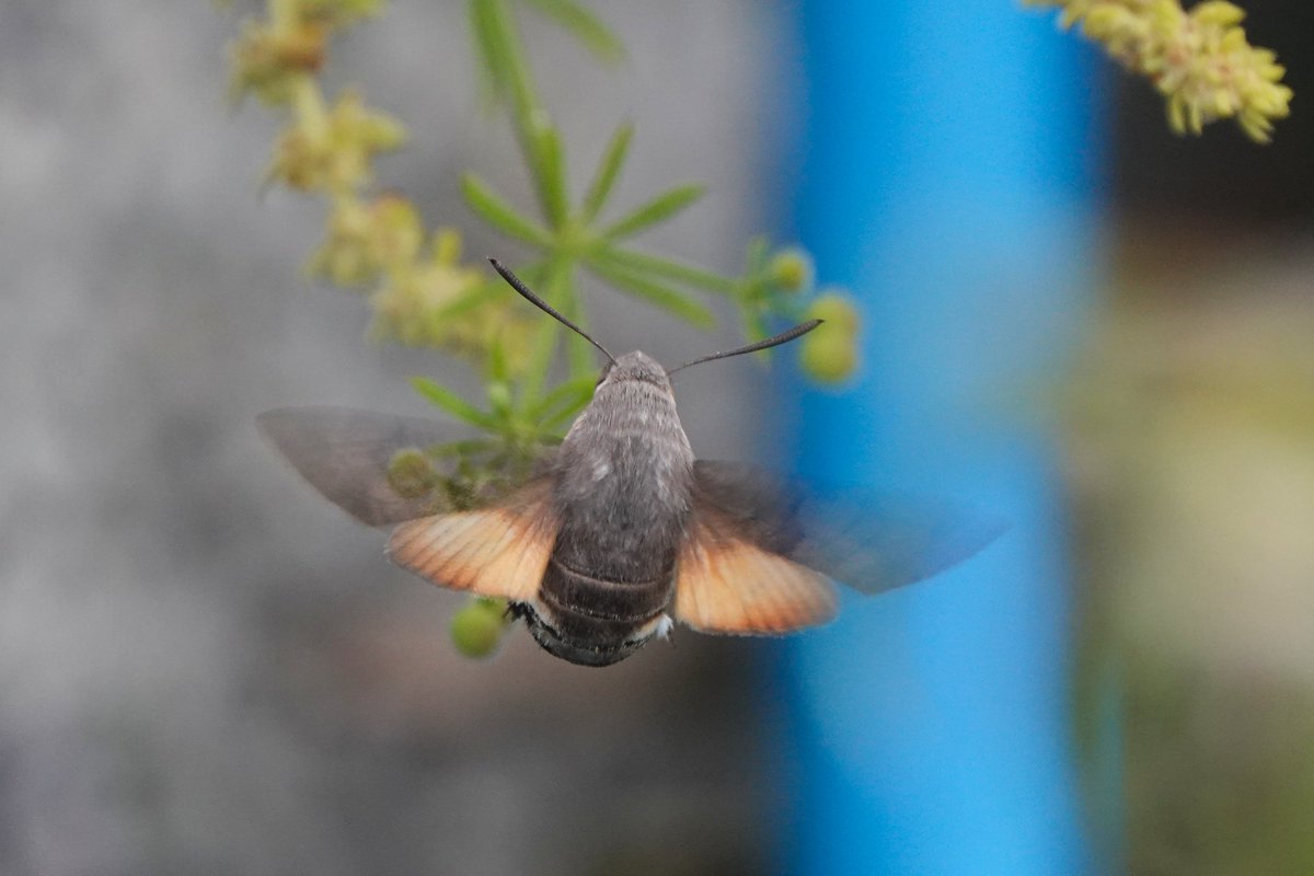 _Stickybeak's tweet image. Yet more Hummingbird Hawkmoths this week - what a year we're having for them! Best of all was watching one laying eggs on Cleavers in our own back yard, and also good to get a close view of one at rest