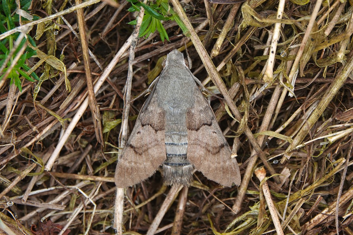 _Stickybeak's tweet image. Yet more Hummingbird Hawkmoths this week - what a year we're having for them! Best of all was watching one laying eggs on Cleavers in our own back yard, and also good to get a close view of one at rest