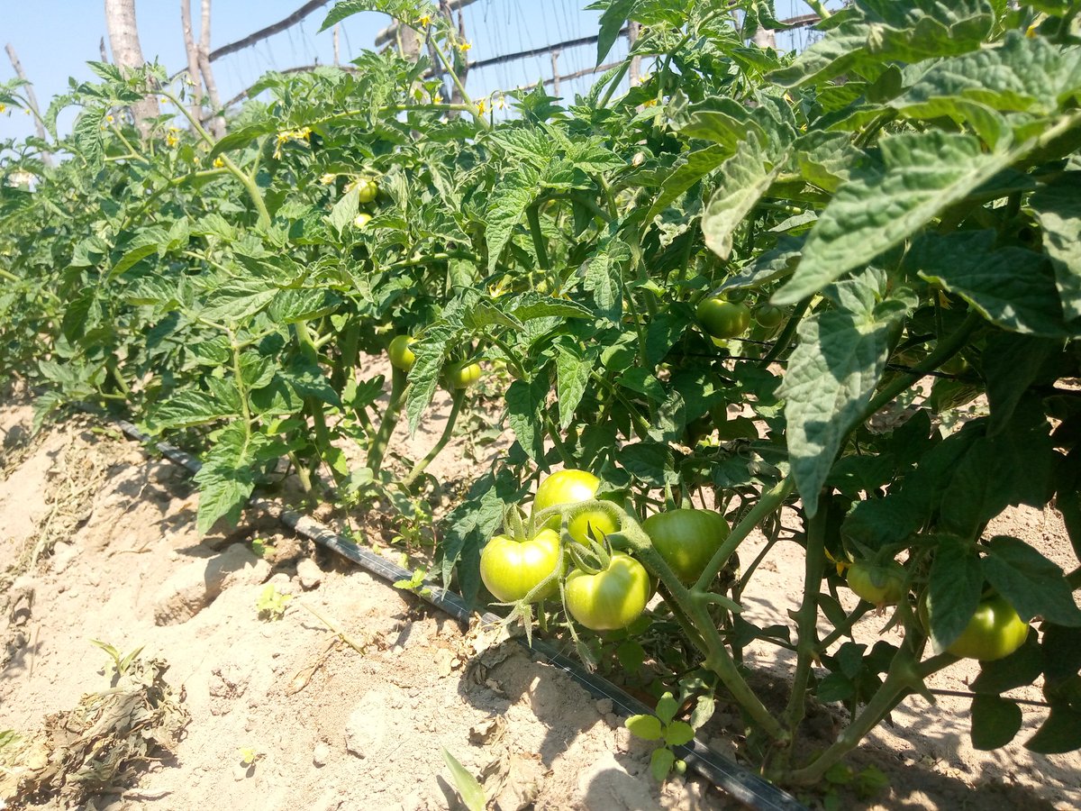 Maseko the Farmer tweet media