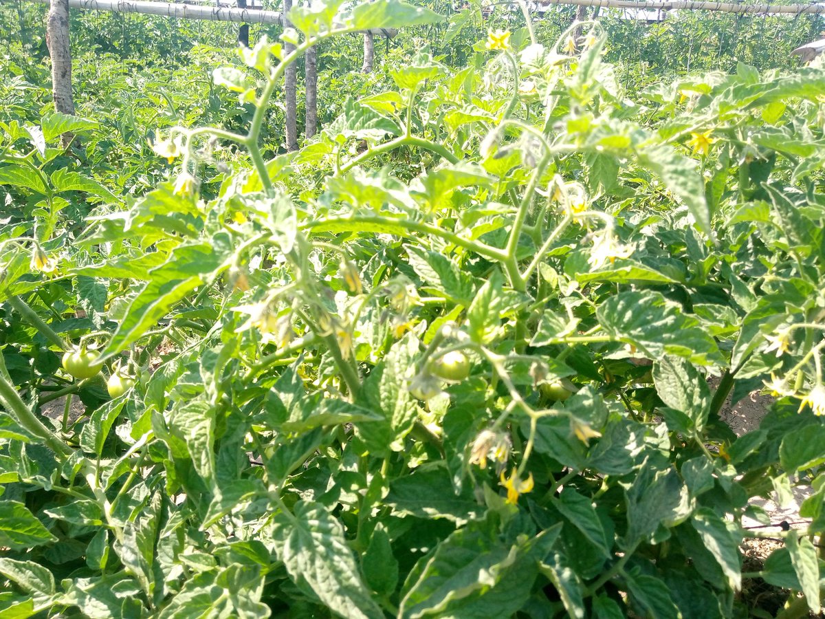 Maseko the Farmer tweet media