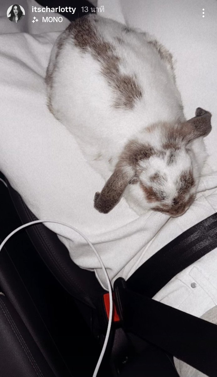 silgallant327's tweet image. พะโล้จุ้มปุ๊กน่ารักจังเลยลู๊ก ว่าแต่หลานโล๊นั่งรถไปเที่ยวไหนกับมาม๊าน๊า
//เห็นโล้นิ่งๆคือโล้กำลังเล็งสายสีขาวอยู่นะคร้าบ
#ชาล็อตออสติน #CharlotteAustin