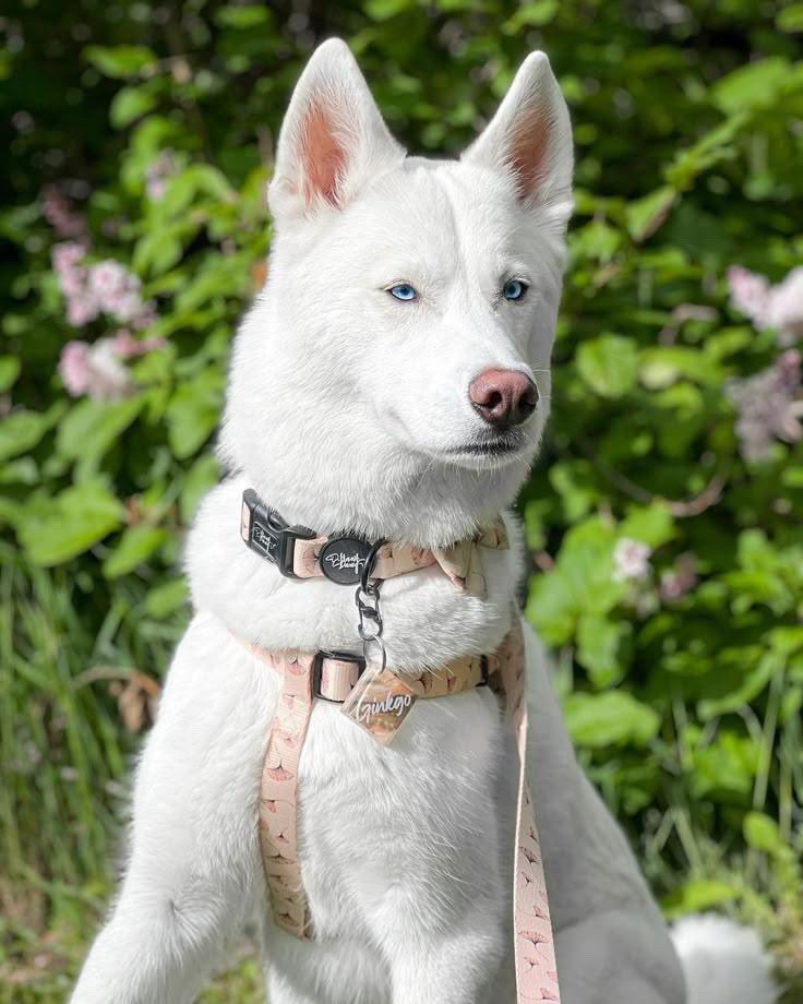 DameTuPatasv's tweet image. Nos informan de un perrito similar a este, que se encuentra en la vía pública. (Imágenes de referencia).
Nos envían:
“Fijese que hay un perrito perdido, iba caminando por Luceiros, es blanquito, con ojos celestes, pero no anda collar... No se si lo fueron a perder, pero me dijo…