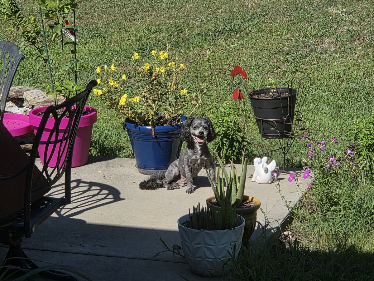 _TheBBQBarn's tweet image. Rhett went out to help mommy in the garden