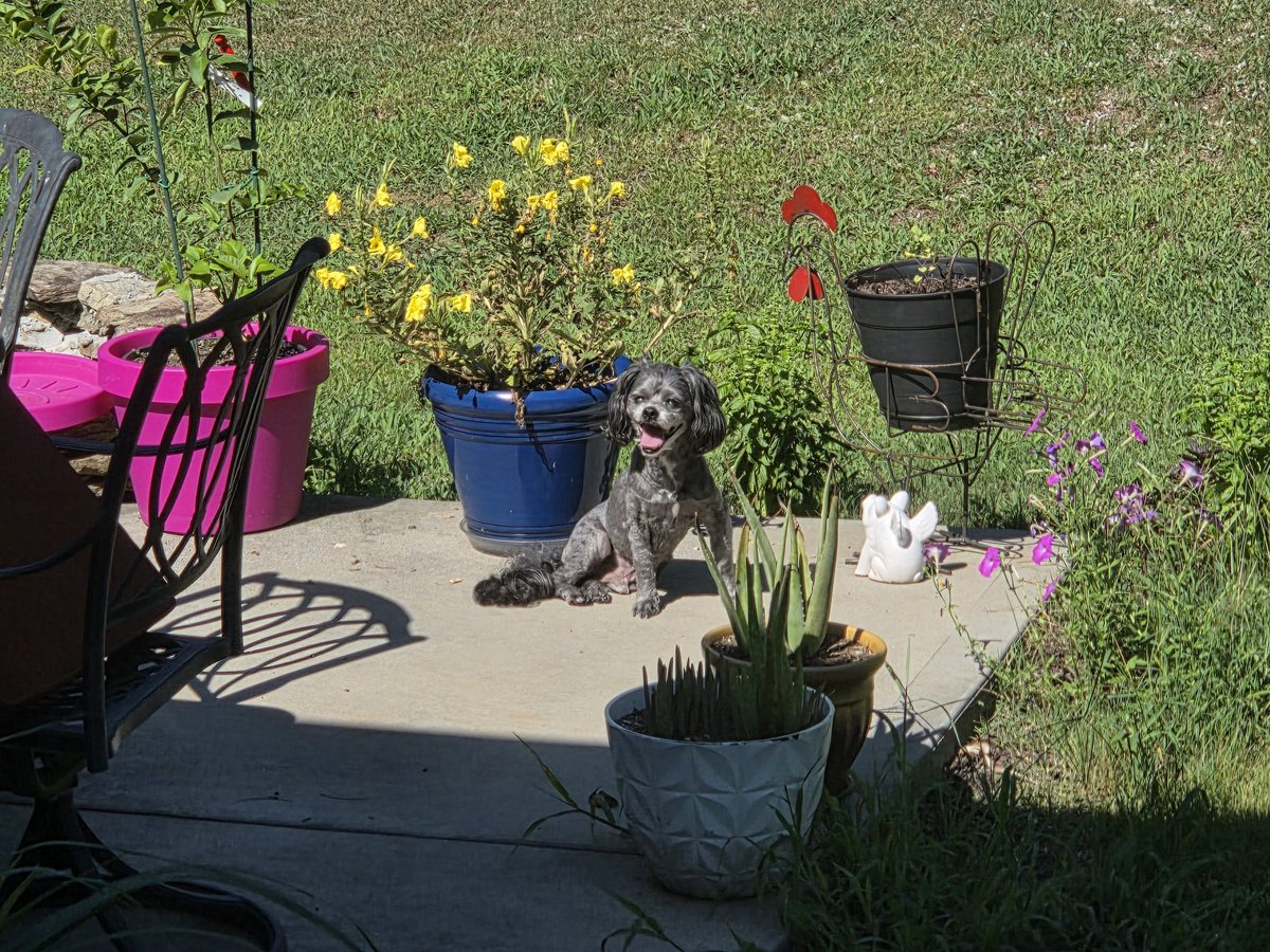 _TheBBQBarn's tweet image. Rhett went out to help mommy in the garden