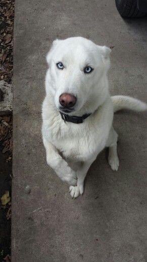 DameTuPatasv's tweet image. Nos informan de un perrito similar a este, que se encuentra en la vía pública. (Imágenes de referencia).
Nos envían:
“Fijese que hay un perrito perdido, iba caminando por Luceiros, es blanquito, con ojos celestes, pero no anda collar... No se si lo fueron a perder, pero me dijo…