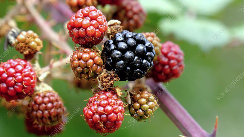kesc05's tweet image. rlly craving unripe blackberries rn but im too lazy to go and pick them 🥀