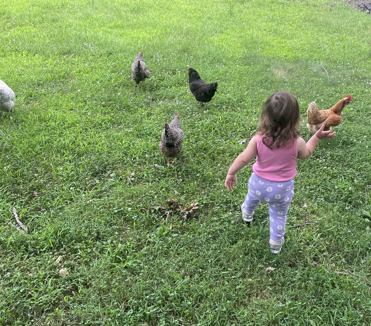 PraxMedia's tweet image. Did you touch grass today? 🐓