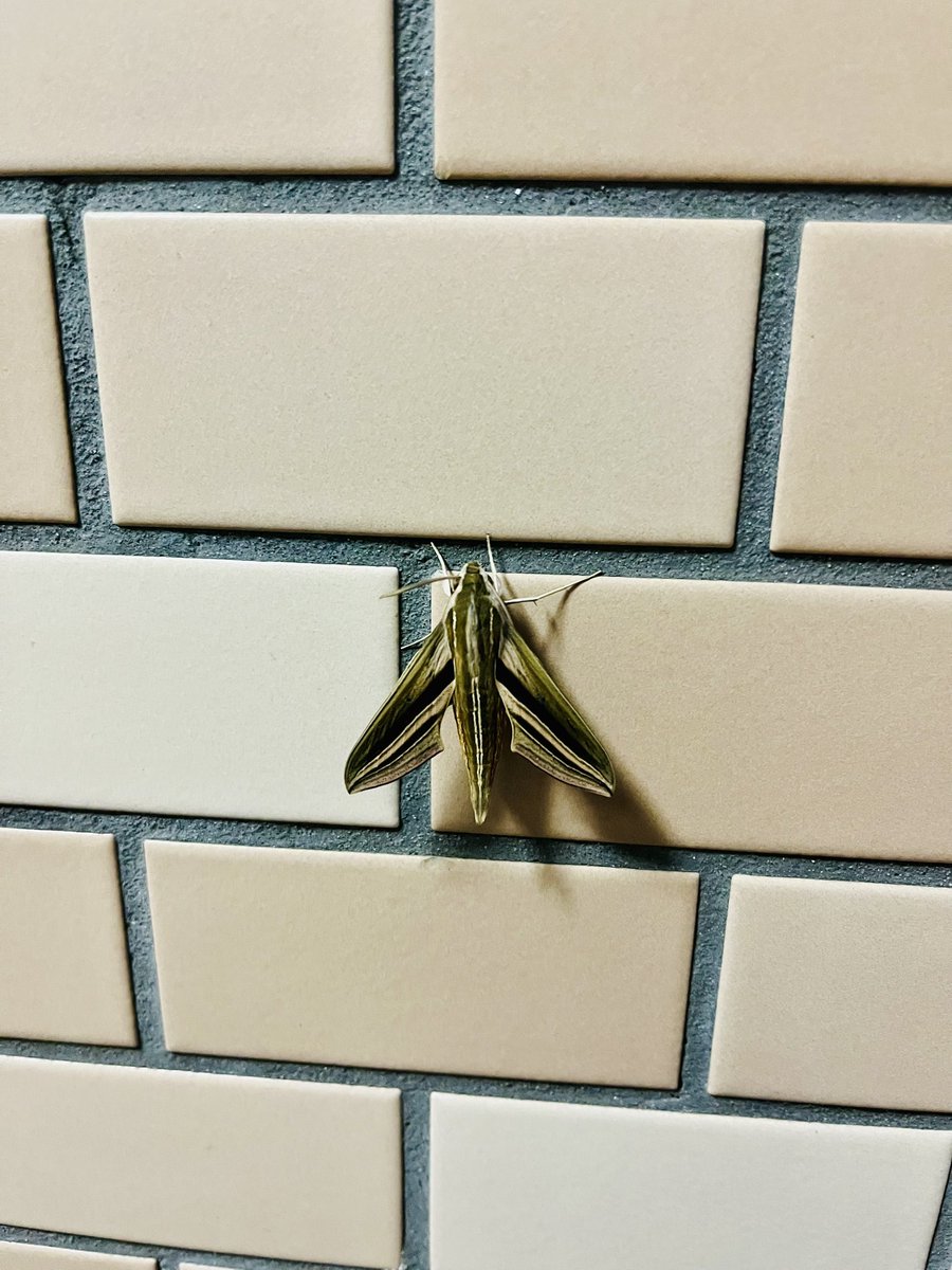 mi4_bb's tweet image. おうちに着いたらお友達が玄関前に来ていました　毎年、この季節に戻ってきてくれます　最初に来たお友達のひ〜ひ〜ひ〜ひ〜ひ〜孫くらいになる　✈️