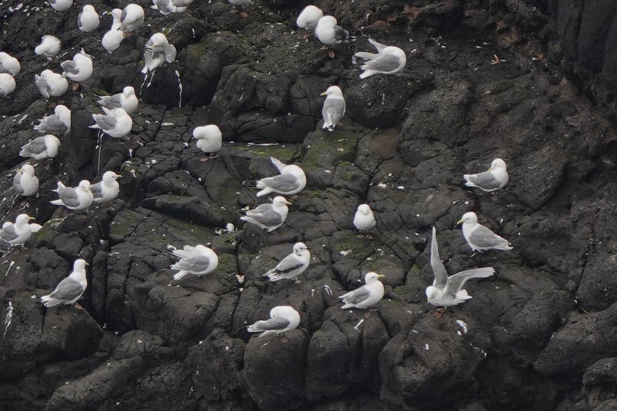 _Stickybeak's tweet image. After a long run of successful breeding seasons for Rathlin's Kittiwakes, it's been disappointing to see them do very poorly this year. A single newly-fledged juvenile in this photo is one of the lucky few to make it #SuperSeabirdSunday