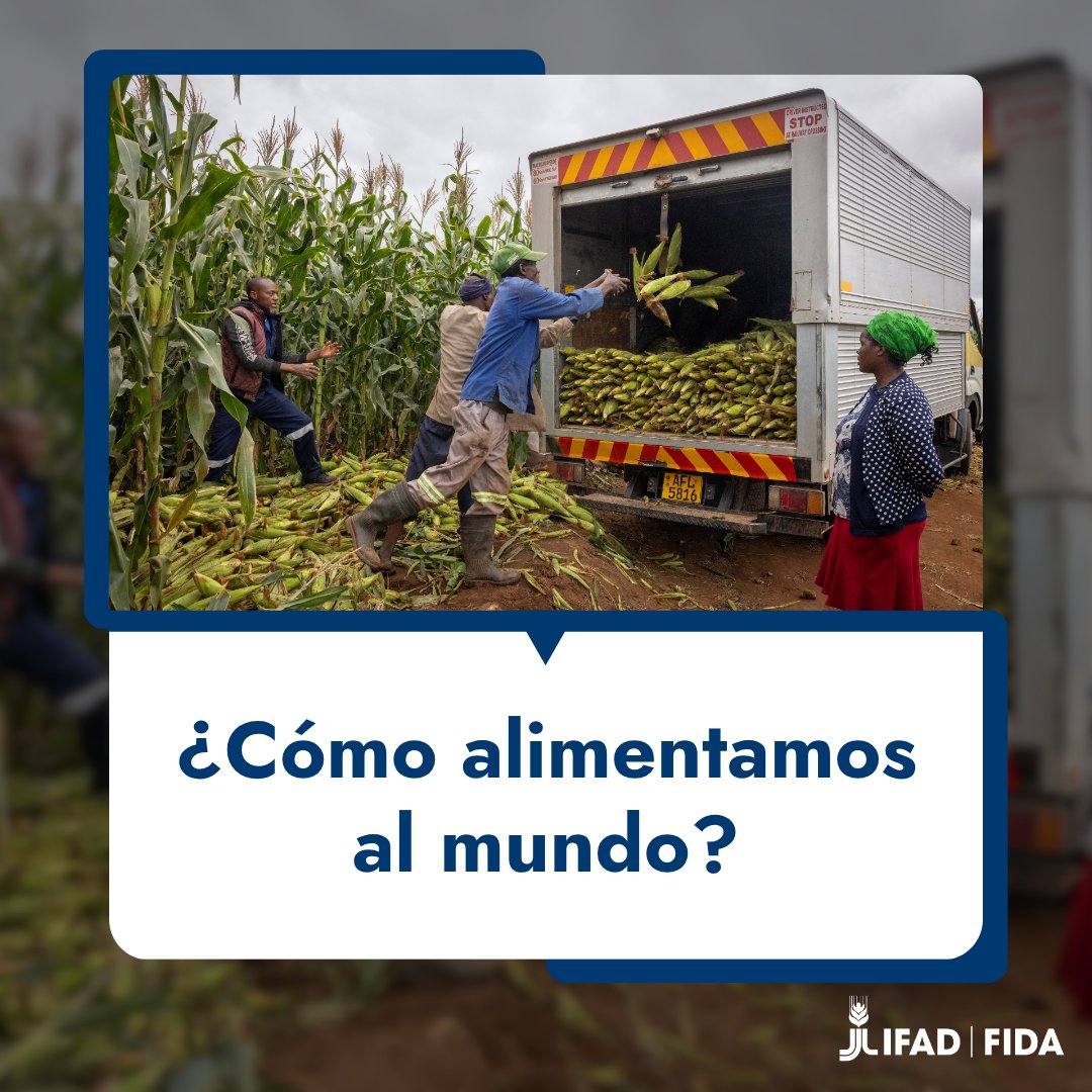 IFADespanol's tweet image. Hace 4 años, el mundo se comprometió a cambiar la forma en que producimos, transformamos, comercializamos y consumimos los alimentos.
¿El objetivo? Crear #SistemasAlimentarios que alimenten al 🌍 y a todas las personas.
Hoy hacemos balance. #UNFSS2025
ow.ly/9FO750WvjaF