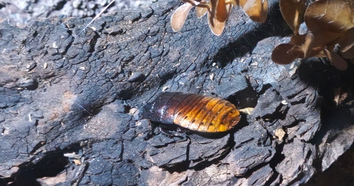 leprogreslyon's tweet image. 😱 « Une cucaracha grande comme ça » : elle tombe sur un cafard géant au Mexique #Lyon #Insolite
➡️ l.leprogres.fr/3Xb