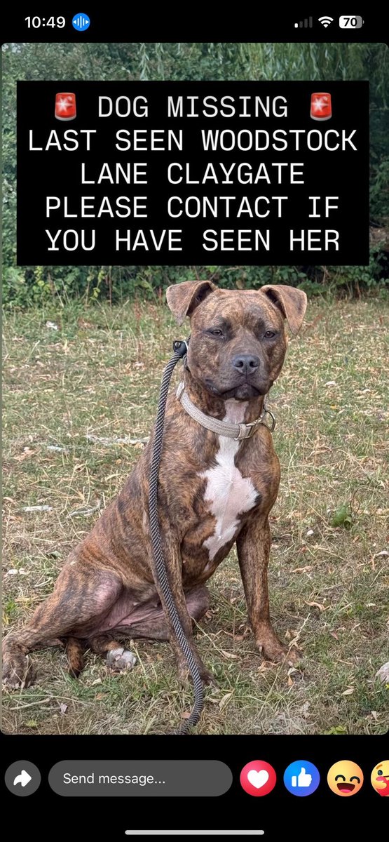 millypod1's tweet photo. NARLA HOME SAFE. THANKS FOR RT's 😊🐕🐾
🆘23 JULY 2025 #Lost Narla #ScanMe
YOUNG Brindle & White Staffordshire Bull Terrier Female #PUPPY
Last seen: Woodstock Lane South #Claygate #KT10 #Chessington #Surrey #KT9 https://t.co/EIjheI92pW https://t.co/hsbDMs5SN2