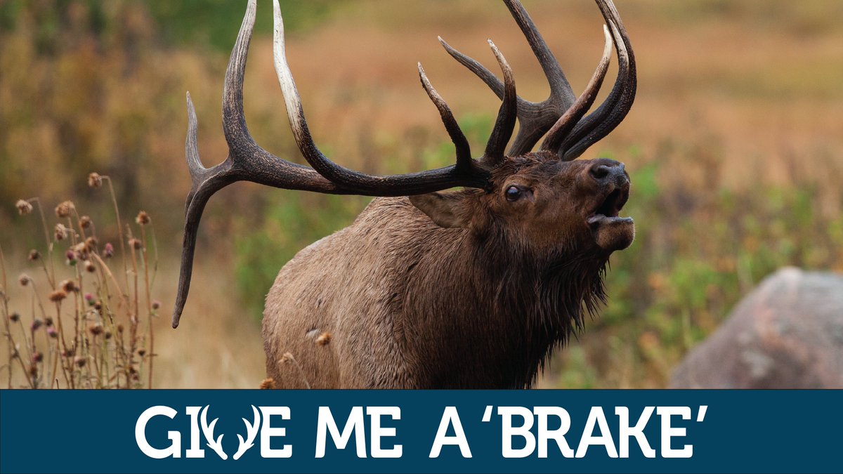 CSP_News's tweet image. Colorado is wild! Drivers need to slow their speeds and scan the roads when traveling in any mountain or rural locations. #BrightEyes #COWildlife