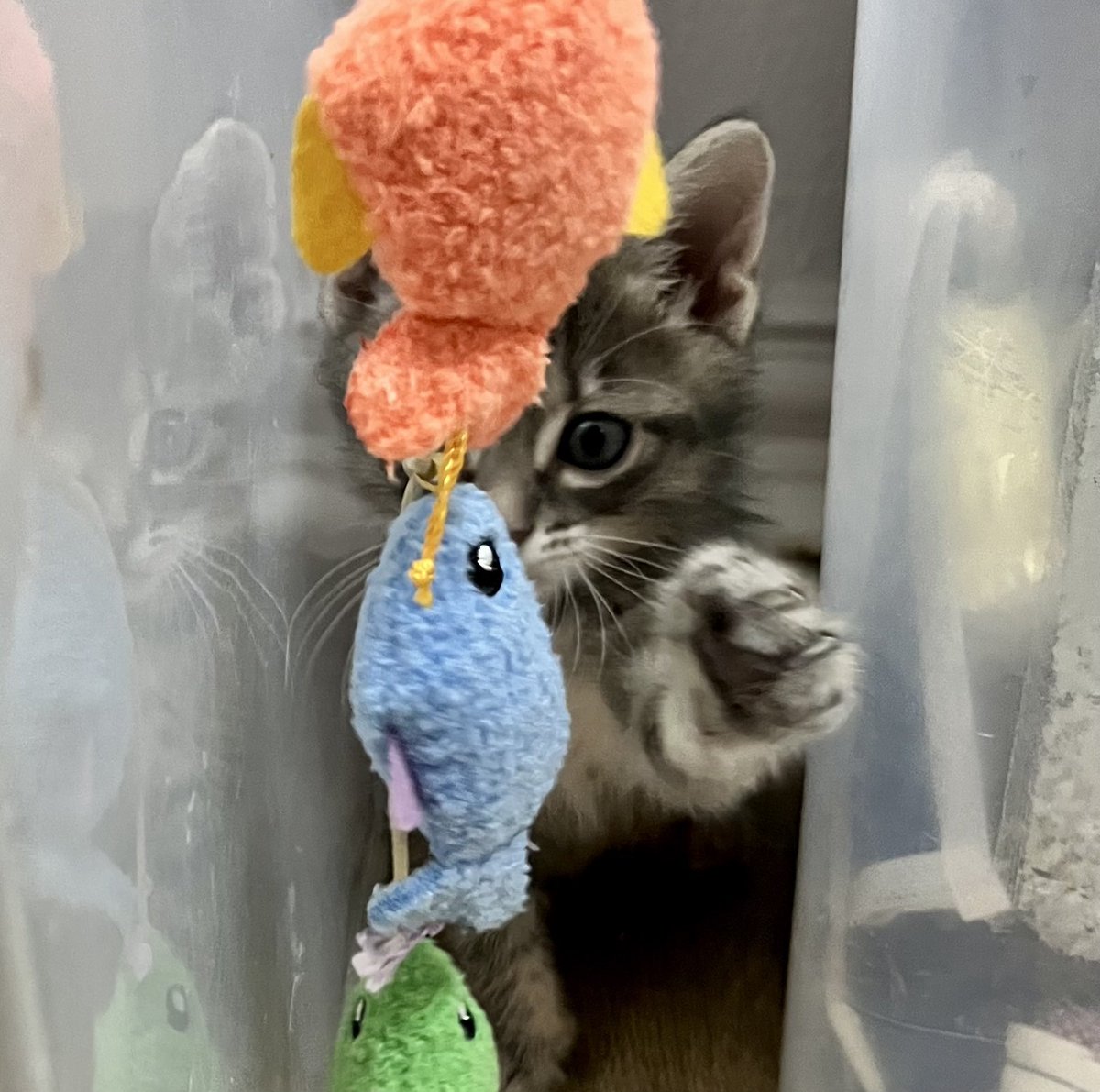 I’m gonna get that fishy! #Tex #kittens #CatsOfX #CatsOfTwitter