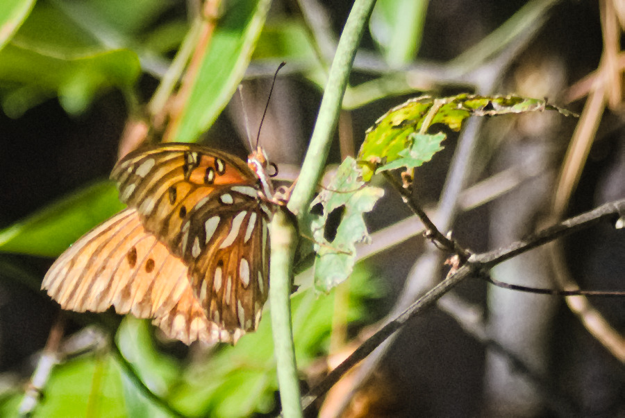 nodespaghett's tweet image. got a tele lens at a pawn shop the other day for a really good price. I was able to get these photos from more than 10 feet away! This is a Gulf Frittilary butterfly.