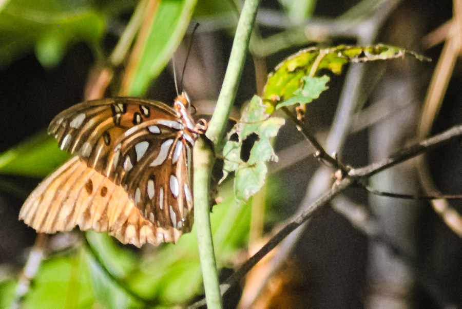 nodespaghett's tweet image. got a tele lens at a pawn shop the other day for a really good price. I was able to get these photos from more than 10 feet away! This is a Gulf Frittilary butterfly.