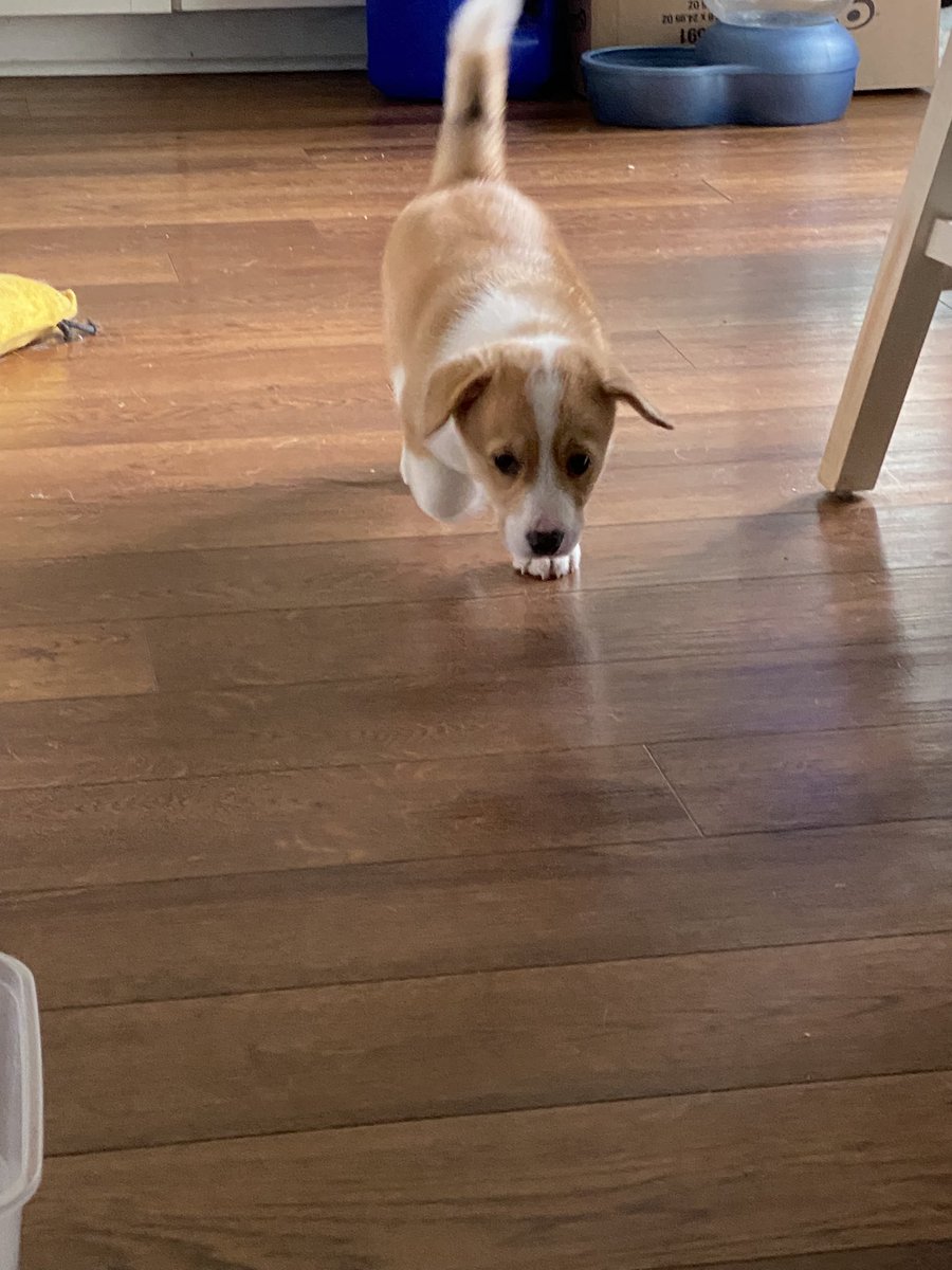 thundersnake69's tweet image. THE PUPPY IS HERE!!!!! She needs a name!!!!
