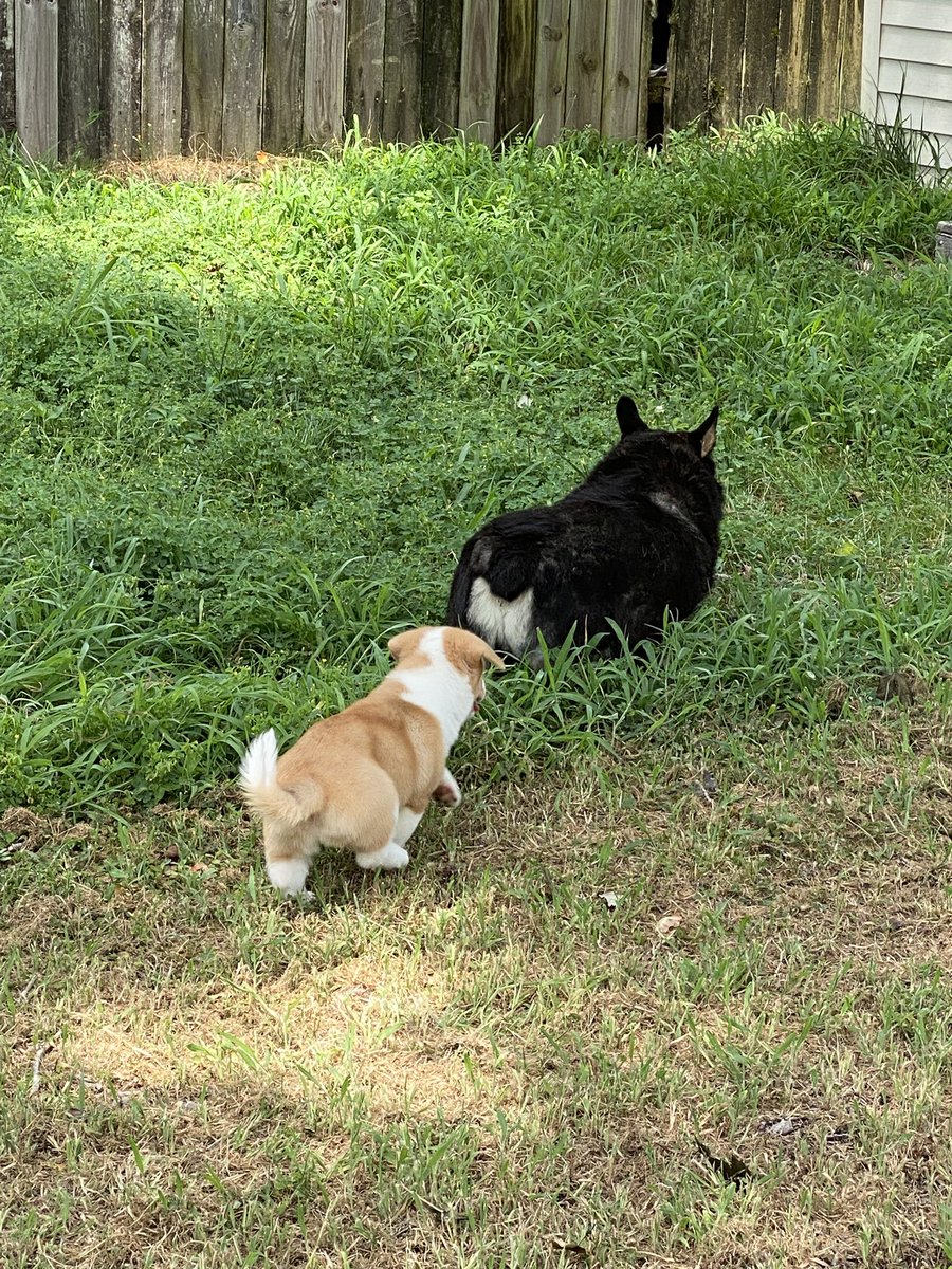 thundersnake69's tweet image. THE PUPPY IS HERE!!!!! She needs a name!!!!