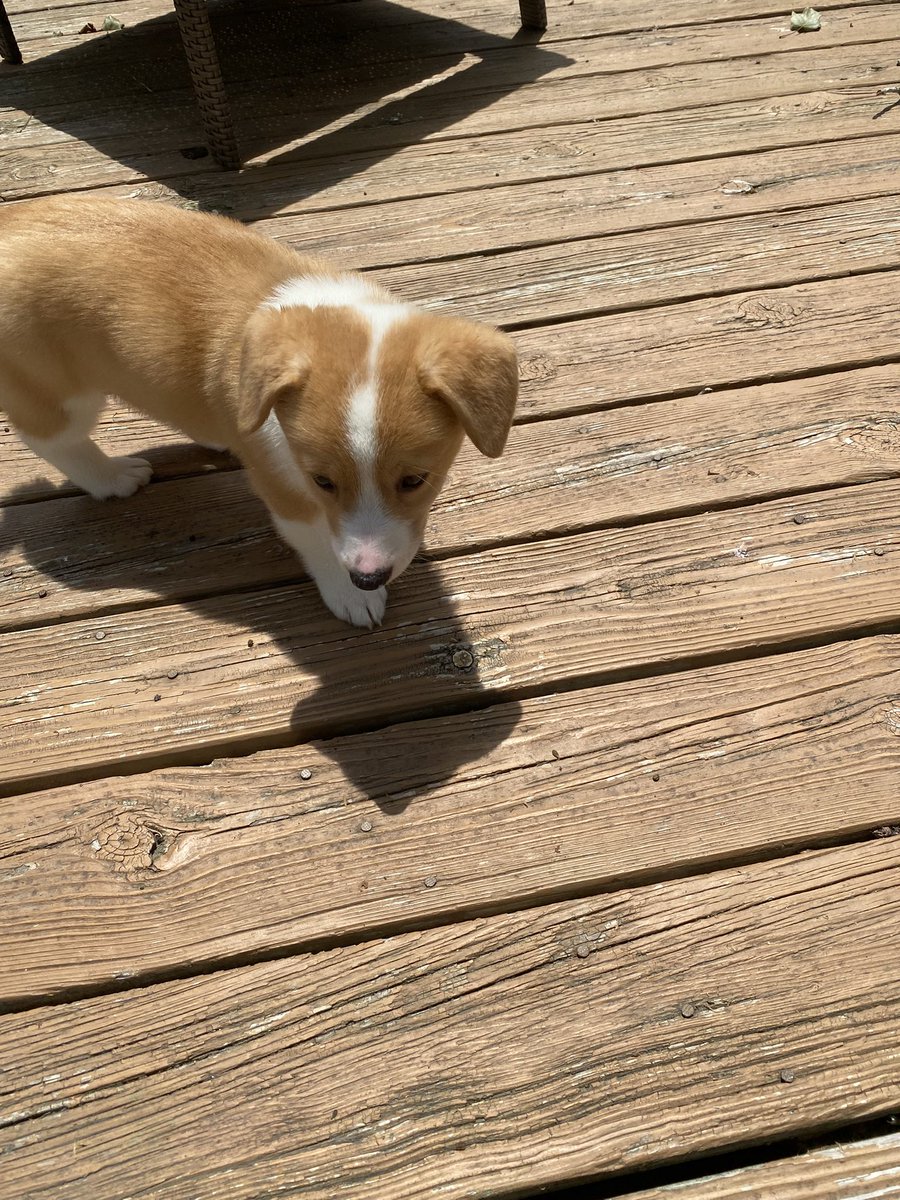 thundersnake69's tweet image. THE PUPPY IS HERE!!!!! She needs a name!!!!