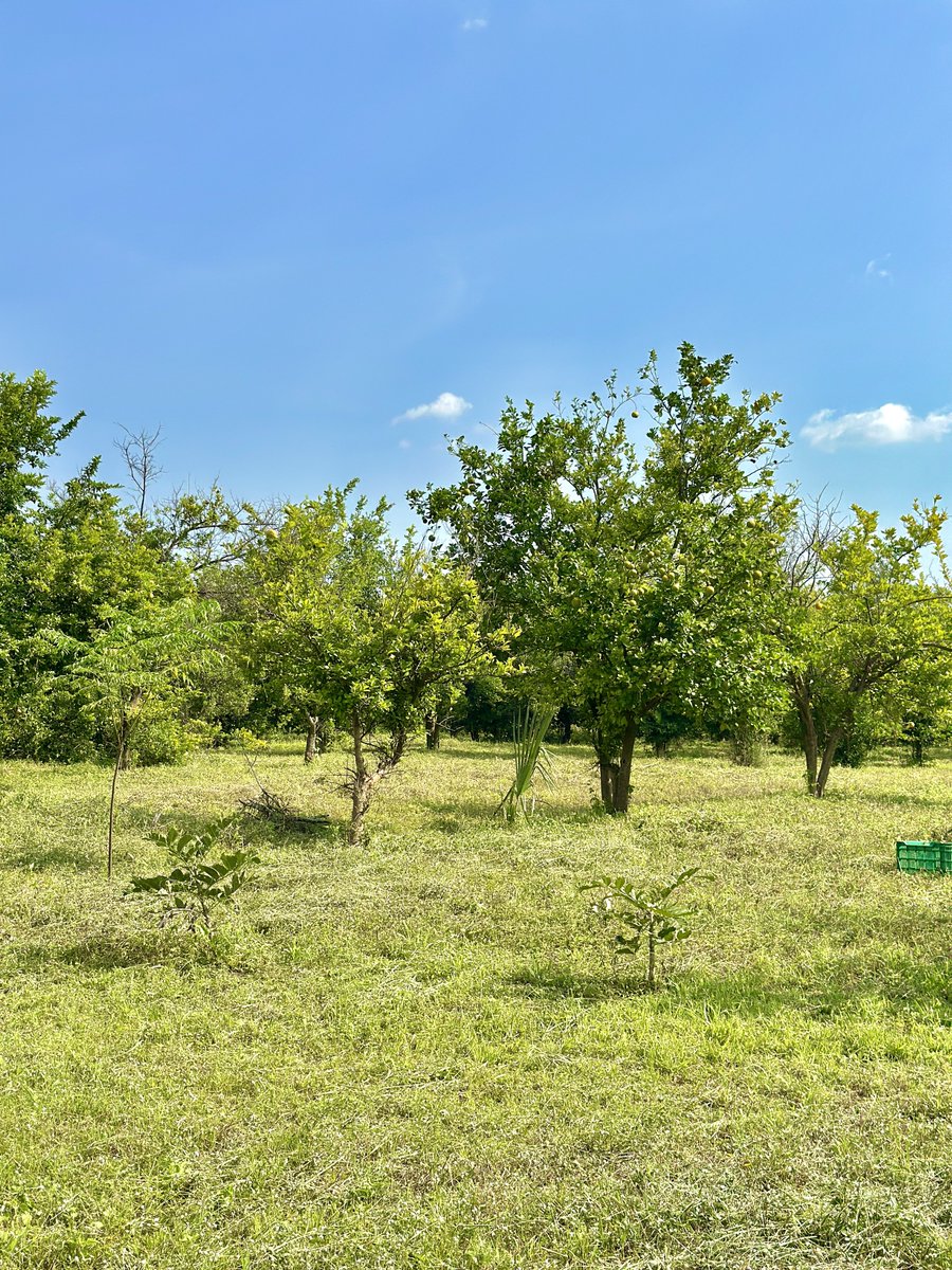 Maama Kampala (@maamakampala21) on Twitter photo This farm was started by Dr. Omala in 2012 who had a dream of processing juice from locally grown fruits like mangoes, guavas, oranges, jackfruit, soursop, pawpaws, sugarcane and others. It has 1,000 acres dedicated to mangoes alone.
#GoldenPosts This farm was started by Dr. Omala in 2012 who had a dream of processing juice from locally grown fruits like mangoes, guavas, oranges, jackfruit, soursop, pawpaws, sugarcane and others. It has 1,000 acres dedicated to mangoes alone.
#GoldenPosts