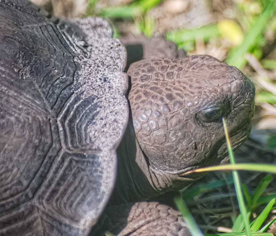 nodespaghett's tweet image. and here is a gopher tortoise - look at those menacing scales! His back is covered in sand. He must have been digging before he came out to forage in the yard. Gopher Tortoisees are a protected species so you have to be very careful not to disturb them.