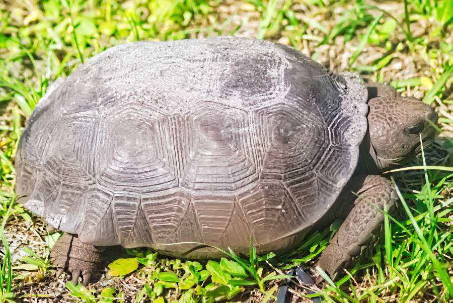 nodespaghett's tweet image. and here is a gopher tortoise - look at those menacing scales! His back is covered in sand. He must have been digging before he came out to forage in the yard. Gopher Tortoisees are a protected species so you have to be very careful not to disturb them.
