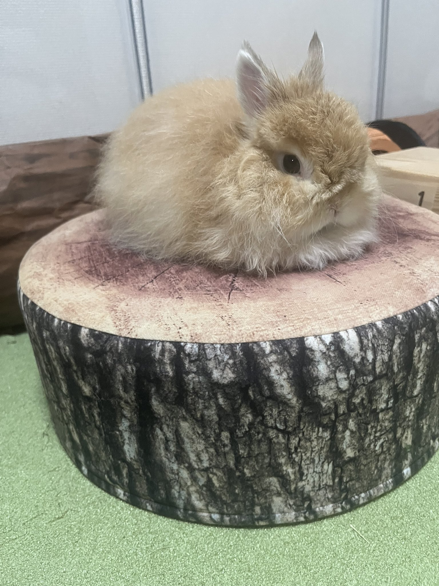 うさぎ Fxxking Rabbits Stuffed Toy – #FR2