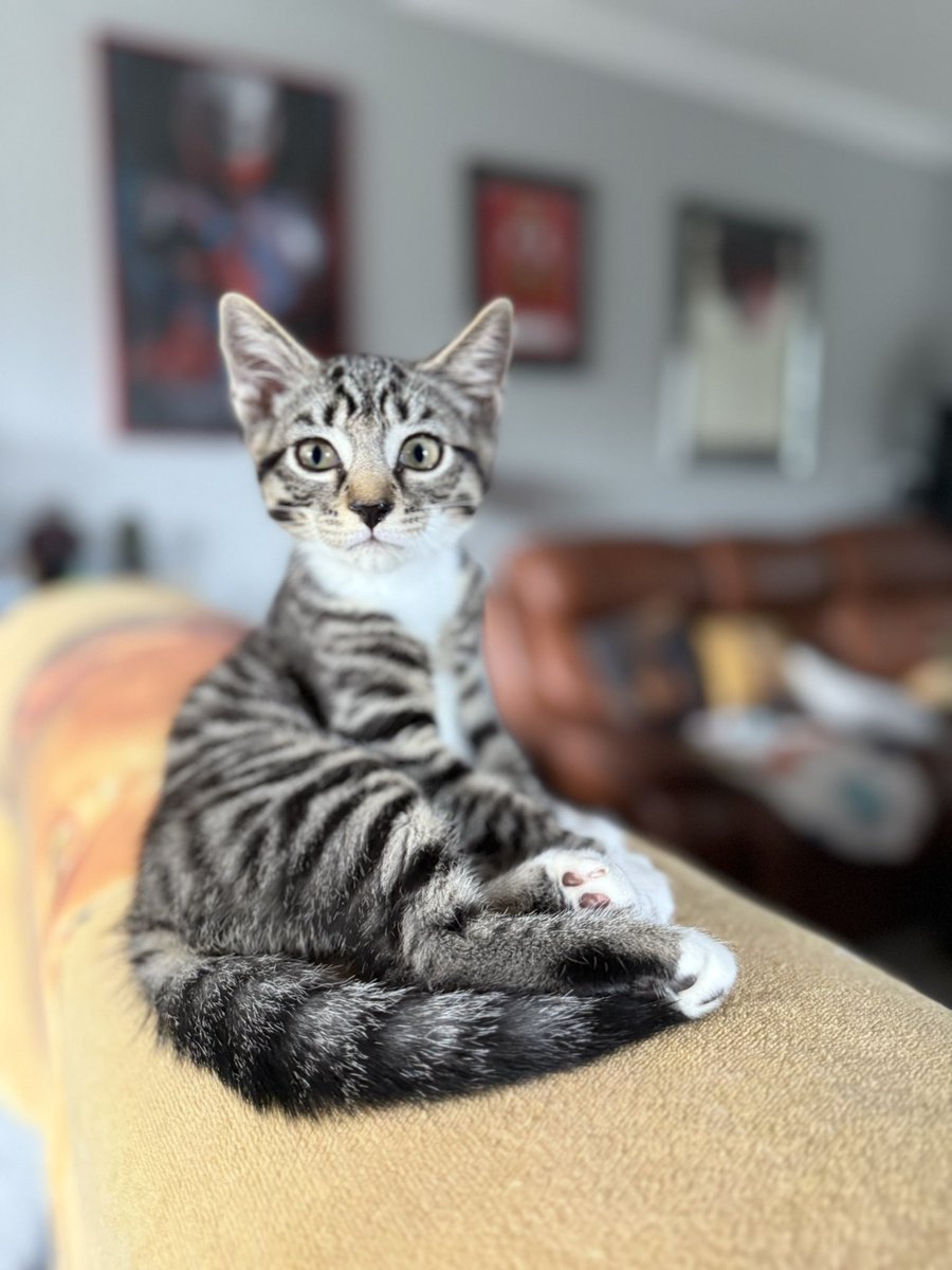 Introducing two new editions. The first is our new kitten Megatron. The second is our latest podcast out today. We talk about Cap, discuss if we are shit swingers and more! open.spotify.com/episode/2TsUCf…