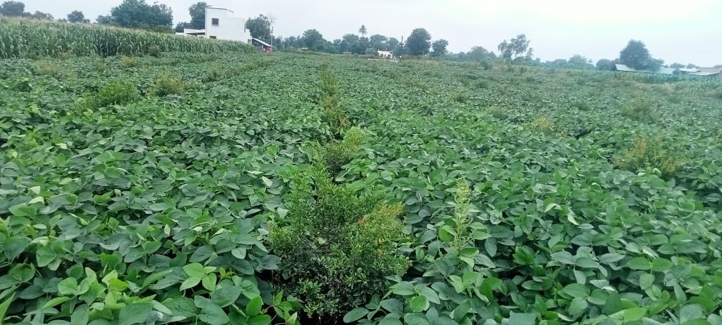 Soybean crop from our family-owned farm. Intercropping with pomegranate. Soybean was sown on May 31. The pomegranate plants are six months old.