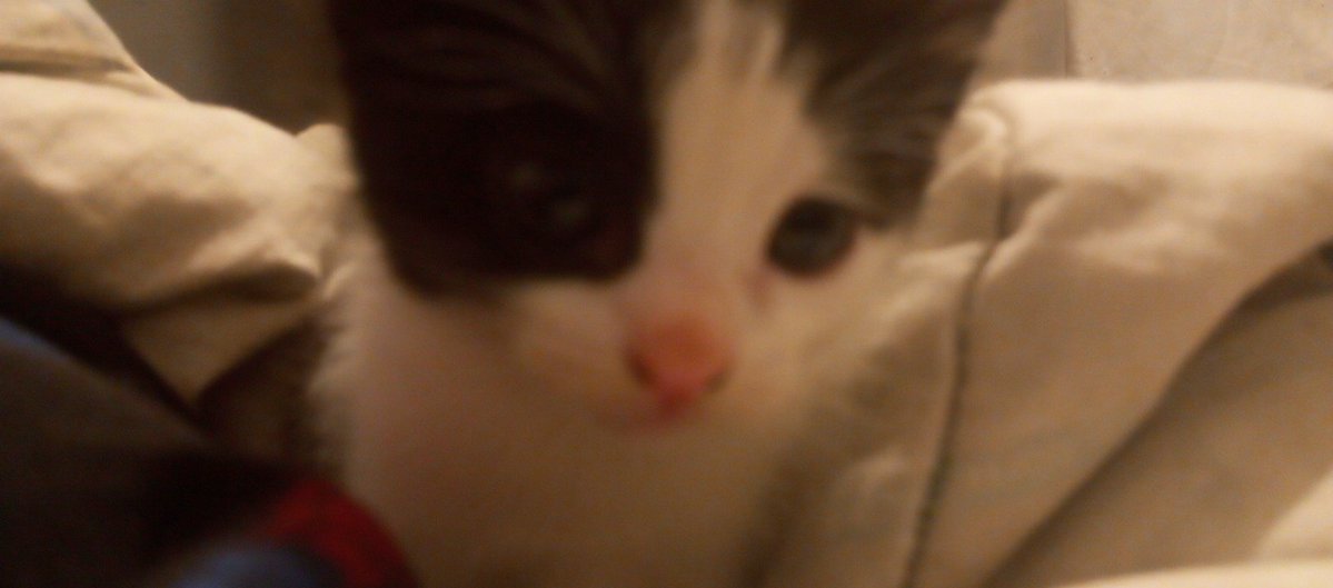 DankalcomL's tweet image. Ela tá me olhando com cara de coitada