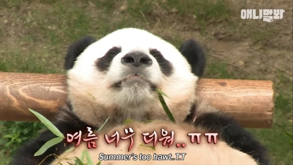𝙥𝙖𝙣𝙙𝙖-𝙗𝙖𝙤 🐼 tweet media