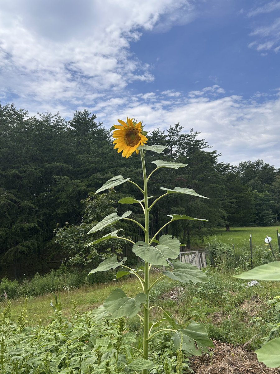 TheRealZerny's tweet image. Irl grow a garden goes crazyyyyyyy. I got so many mutations on my sunflower 🤣😍