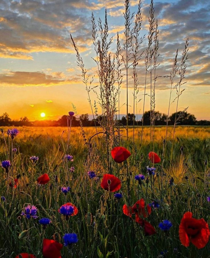 GorselSl's tweet image. Sunset✨🌿
