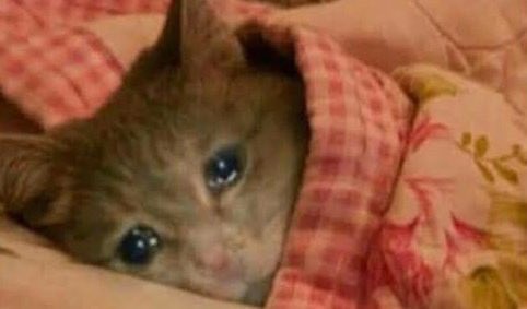 mikasagallery's tweet image. mood