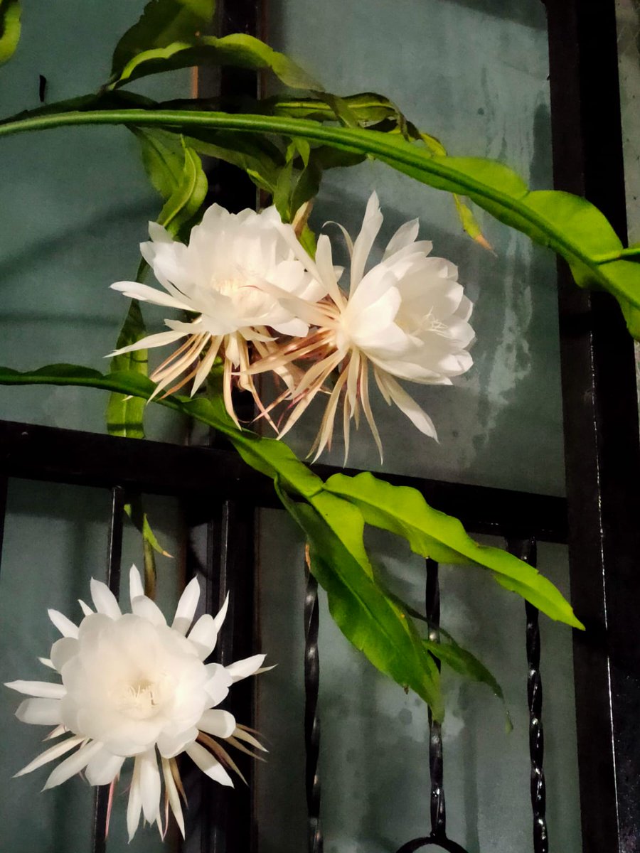 himmatb15's tweet image. Photo from our balcony taken by mum. The annual blooming of her brahmakamal plant. Only blooms for a single night once a year.