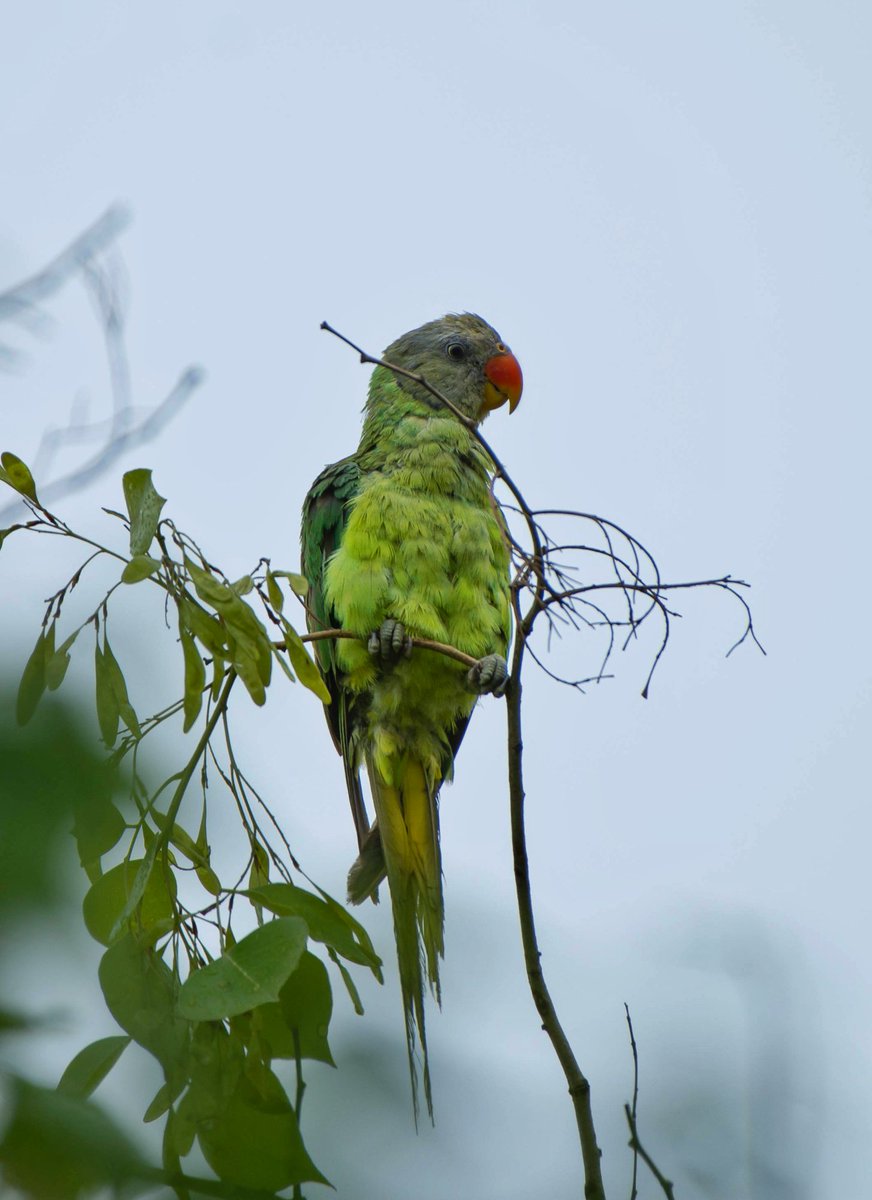Caught this beautiful parakeet on a foggy post monsoon morning in Birote, calmly drying off on bare branches after the rain, seemed to enjoy the moment as much as I did. Western Himalayas, 3,500 ft elevation.
#birdphotography #birding #wilife #Himalayas #parakeet
